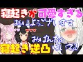 【寝起き逆凸】寝起きが可愛すぎるキツネ【白上フブキ】