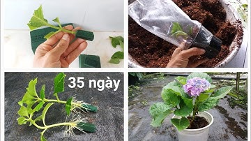 Giâm cành cẩm tú cầu bắng xốp cắm hoa