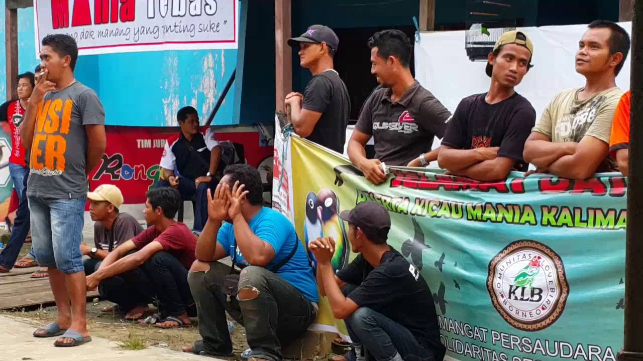 Lomba Burung Pleci B | Launching BNR Sambas 