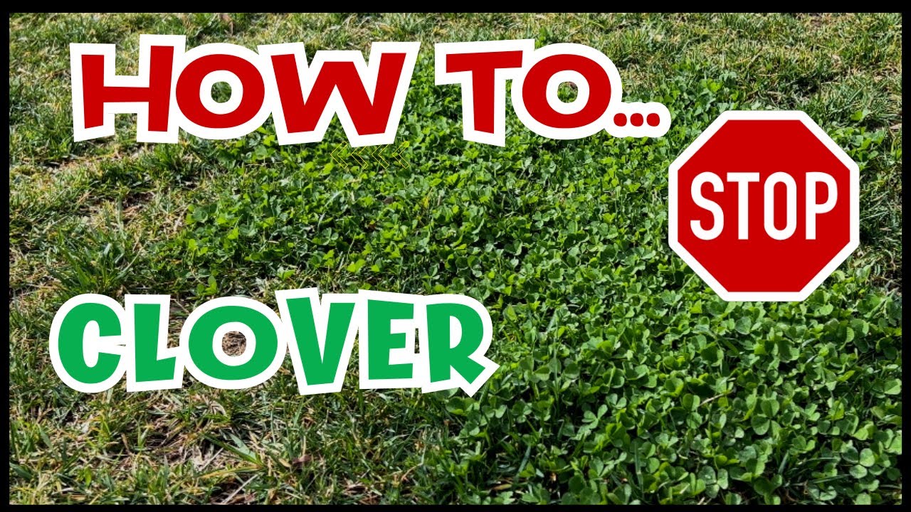 Stop Weeds In Their Tracks Pre And Post Emergents To The Rescue YouTube Stop weeds in their tracks pre and post emergents to the rescue youtube