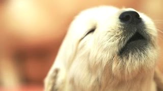 Top 10 Cutest Puppies Howling Compilation 2015