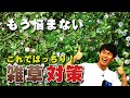 【雑草対策】これでばっちり！楽々減らせます 【おすすめグラウンドカバープランツ】【園芸】