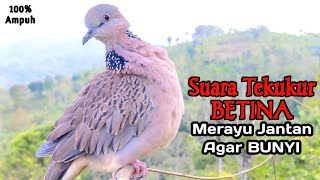 The sound of a female turtledove calling the male to join in the sound