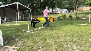 UKI Week 140 - Speedstakes 1 by Pine Ridge Canines 15 views 2 weeks ago 56 seconds