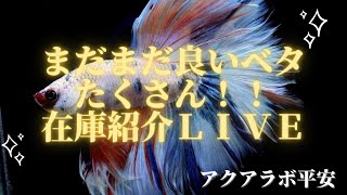 粒揃い！！在庫ベタ紹介〜3150〜