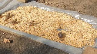 Sparrows on corn. What do they eat there? by Bird documentaries 903 views 7 months ago 5 minutes, 31 seconds