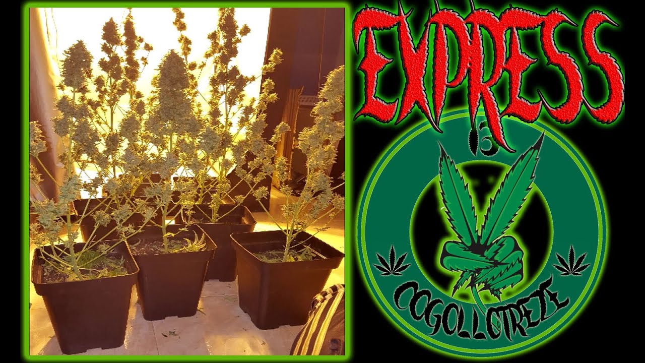 Seguimiento EXPRESS - AUTOFLORECIENTE - SensiSkunk