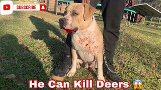 THOMPSON'S KENNEL 2 TEARS IN A BUCKET