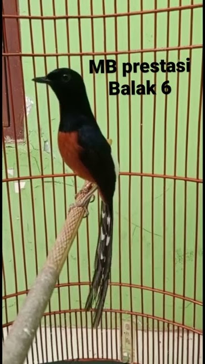 MUrai Batu Balak 6 , prestasi Juara 3 Latber…. GOKIILL