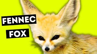 Baby Fennec Fox GD - Collect All Pets #fennecfox #wonderpets by Marvelous Pets 235 views 2 months ago 1 minute, 5 seconds