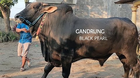 BARU KALI INI LIAT SAPI PO WARNA HITAM, DAN KITA BAWA PULANG..!