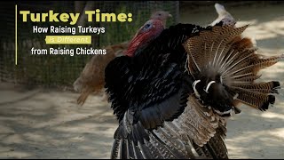 Turkey Time: How Raising Turkeys is DIFFERENT from Raising Chickens