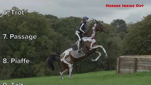 Horse Anatomy in Action - Equine Biomechanics