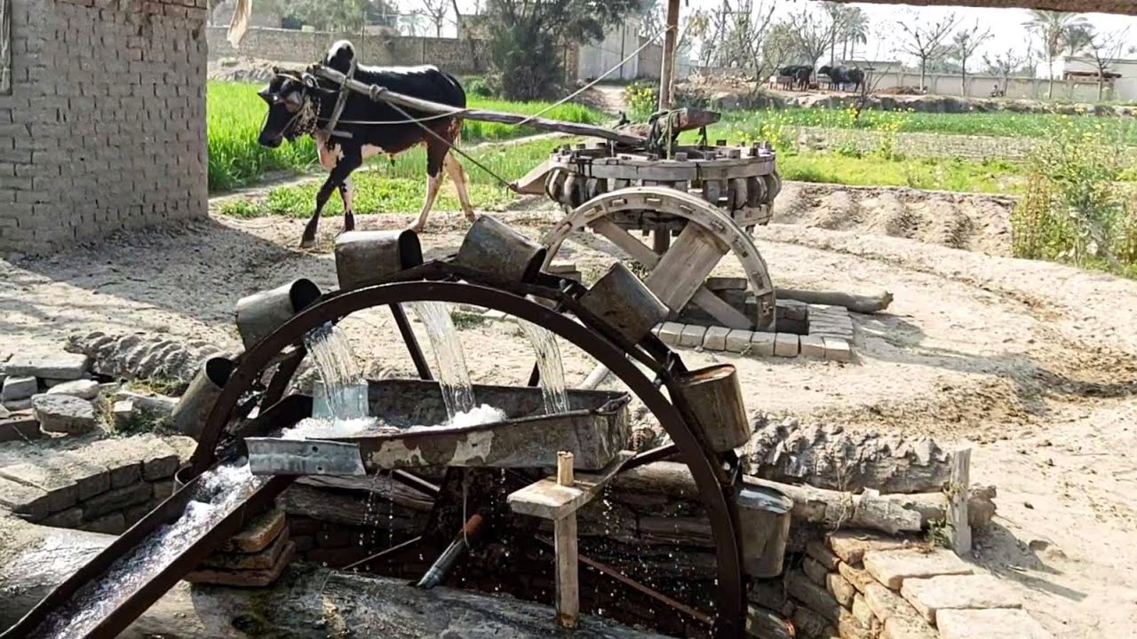 Download Rahat ||Old Irrigation System in Punjab Villages Before Early 90,s|Persian Wheel Irrigation Method