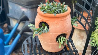Damson Plum Blooming Too Soon? Planting Ajuga In A Strawberry Pot