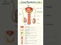 Sexual Reproduction In Man Easy Learn🤟🏻| #viral #education