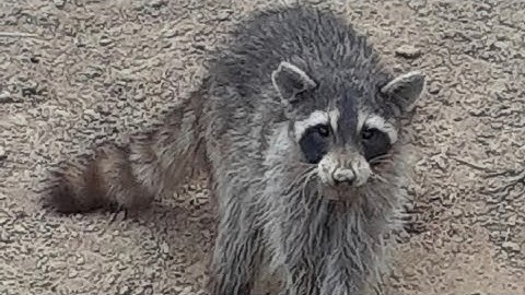 Blind Setting Footholds in Raccoon Trails