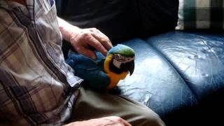 Ara Rica 14 Weken Ligt Op De Rug En Eet Fast Food