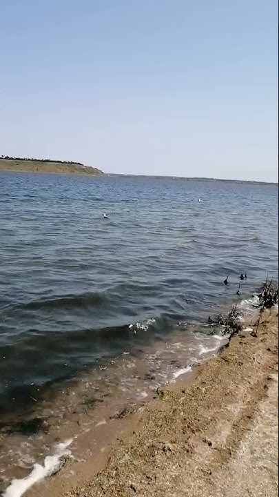 чайка рыболов - YouTube