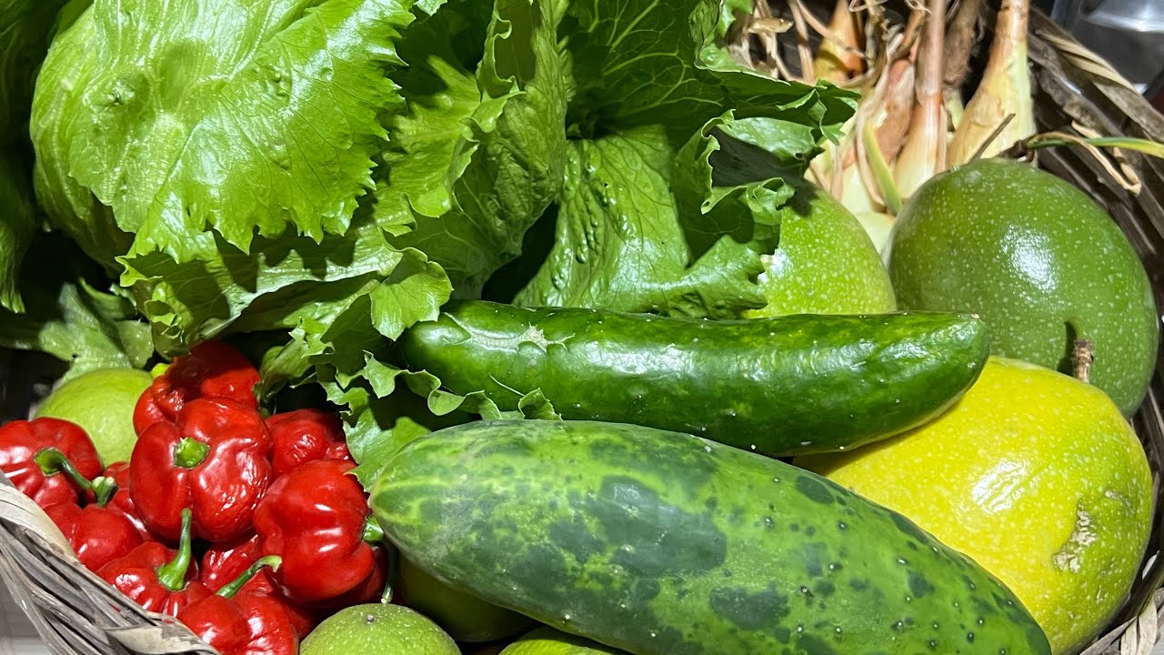 Veja tudo que colhi na horta em vaso/VAMOS TODOS ORAR PELO SUL!🙏🏾😢💔