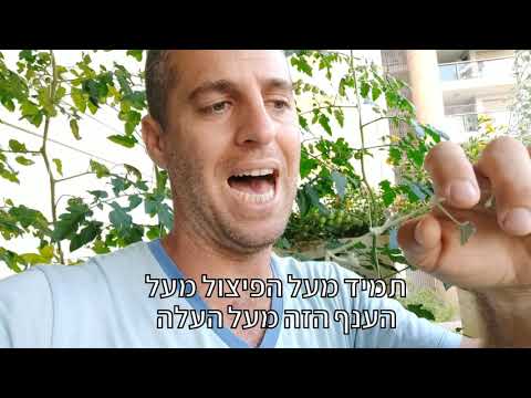 דיכנודרה כסופה בקערות תלויות וטריק נחמד ליצירת הסתרה