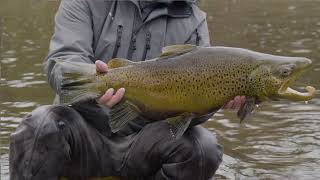 King Salmon and Brown Trout | Lake Ontario Tributaries | S19 E11