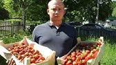 Садовая земляника Вима Рина в теплице и в саду / Ремонтантная клубника ...