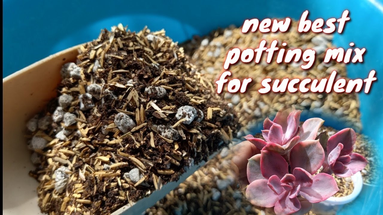 BAGONG POTTING MIX PARA SA SUCCULENT The Best to YouTube
