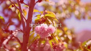 Hocking Stuart Preston - 166 Gower Street, Preston - Josie Galati
