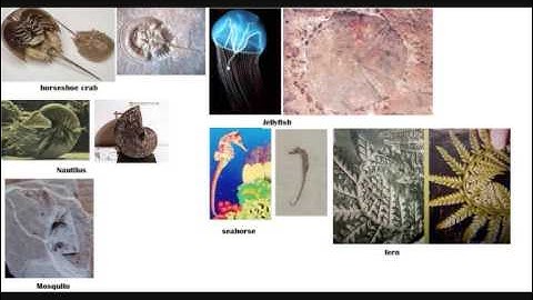 Stasis in Evolution 0003