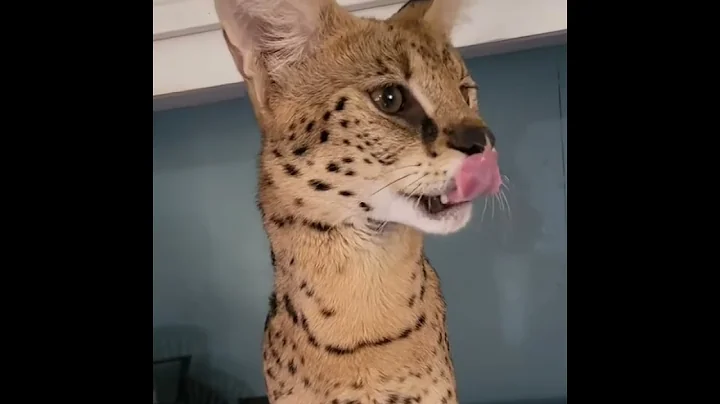 Watch the video about Swaggers vomits plastic. #Swaggersthecat #servals #servalcats