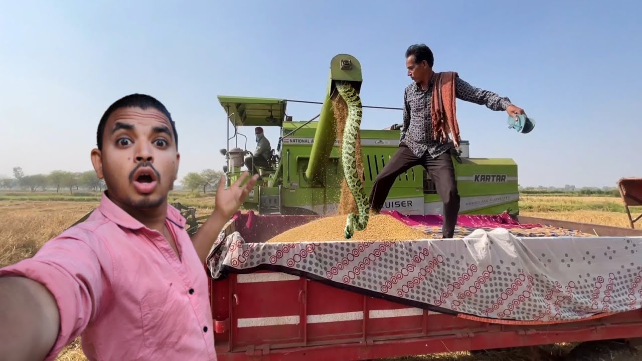 Harvester Me Snake Nikal Aaya 😱 YouTube