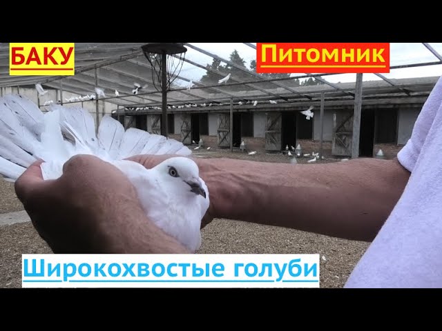 сертификат поколения голубятни сертификат поколения голубятни