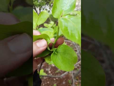 البراعم الجديدة وبداية تزهير شجرة الكاكا