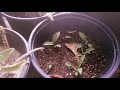 Propagating Sage From Cuttings With and Without Rooting Hormone.