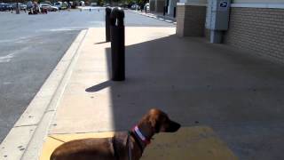 Melody going through the doors at Petco