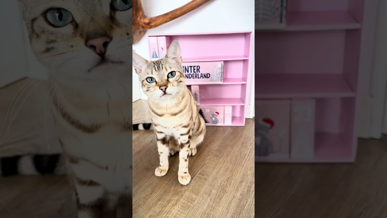 Türchen 16 ✨ Adventskalender für Katzen 2025 von Pets Deli🎄🐾 Suppe - Hühnerfilet mit Karotte 🥕🐓