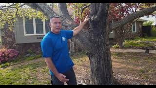 Red Maple | Cherokee Tree Care