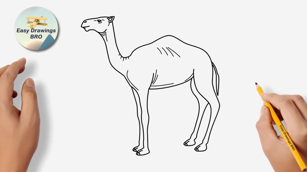 Drawing camel tutorial | How to draw a camel (dromedary) | Easy ...