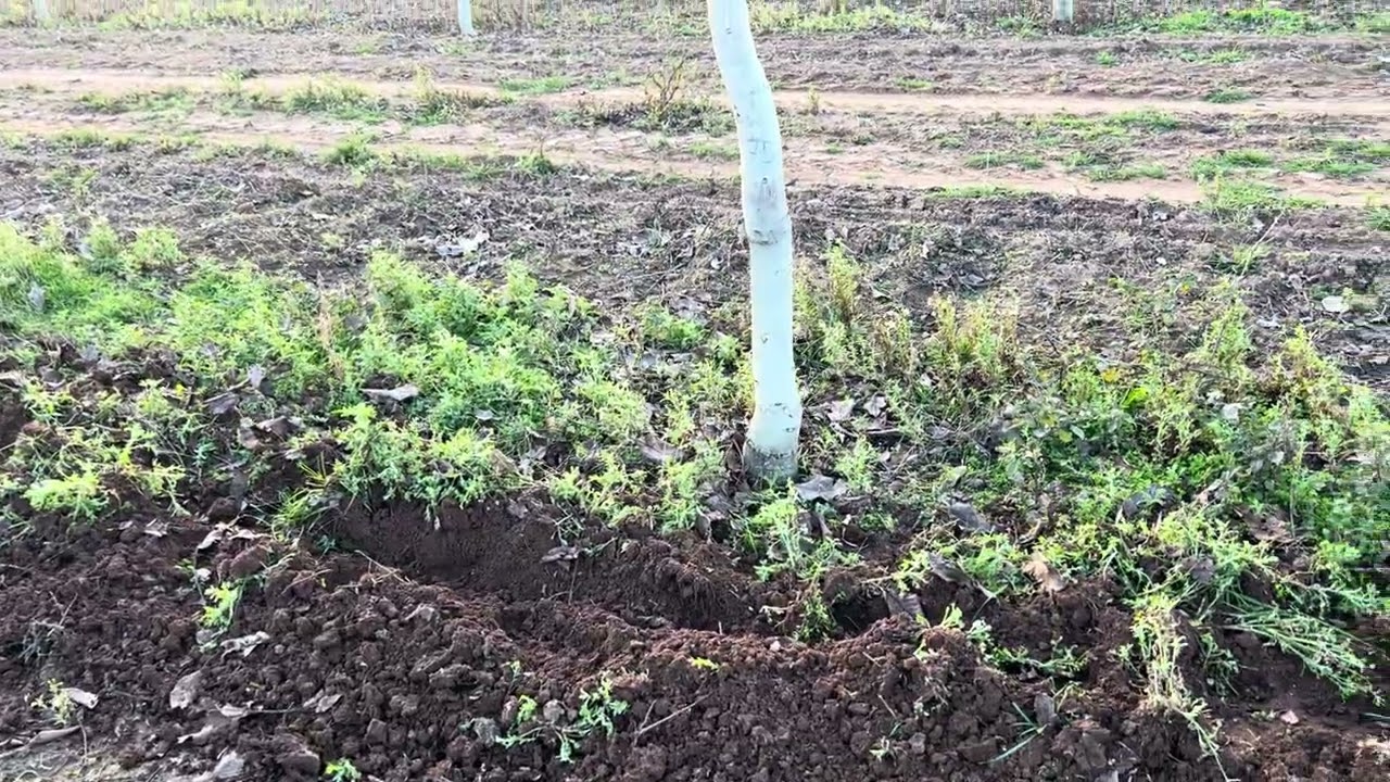 Yeni ceviz fidanlarımızın yerlerini hazırlıyoruz