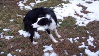 Silly Dog Tricks by Chase the Border Collie