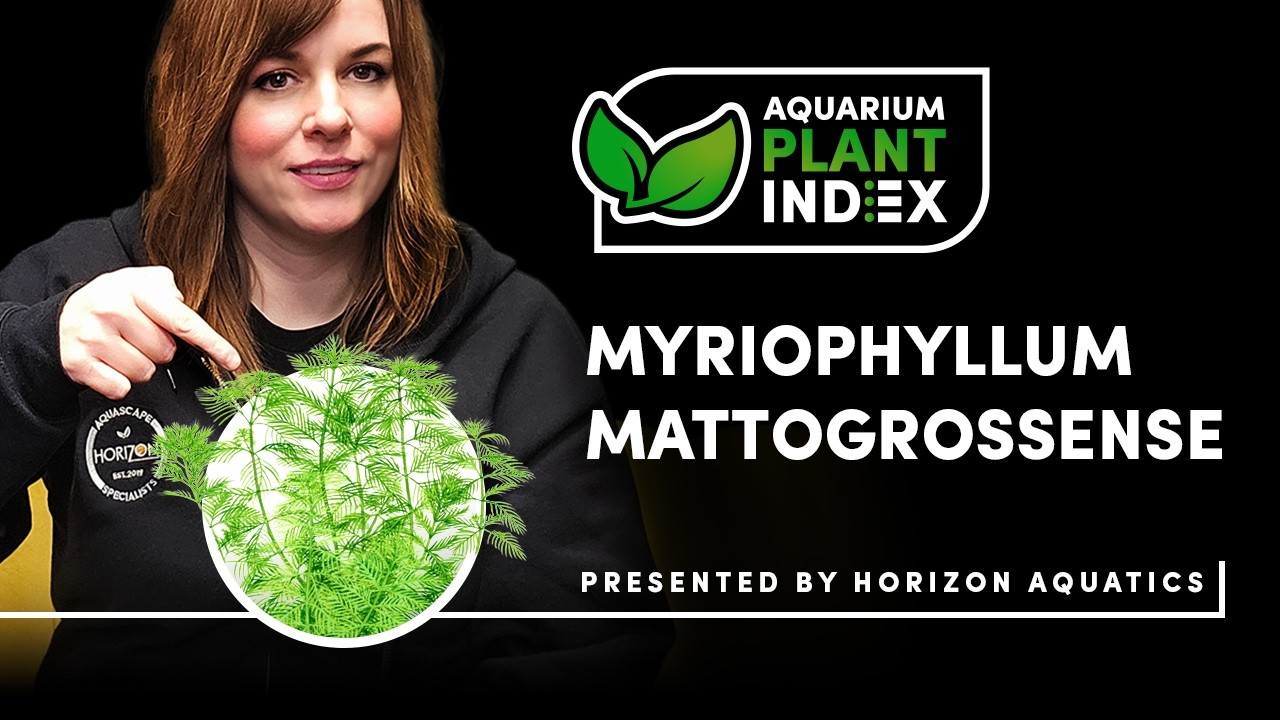 This Stunning Stem Plant Deserves More Attention! | Myriophyllum mattogrossense
