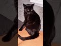 Schwarz wie die Nacht