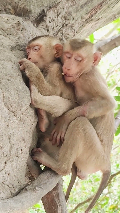 Sleeping monkey dreams of fruit #animals #monkeys #cute #monkeytime #monkeyworld #loveanimals