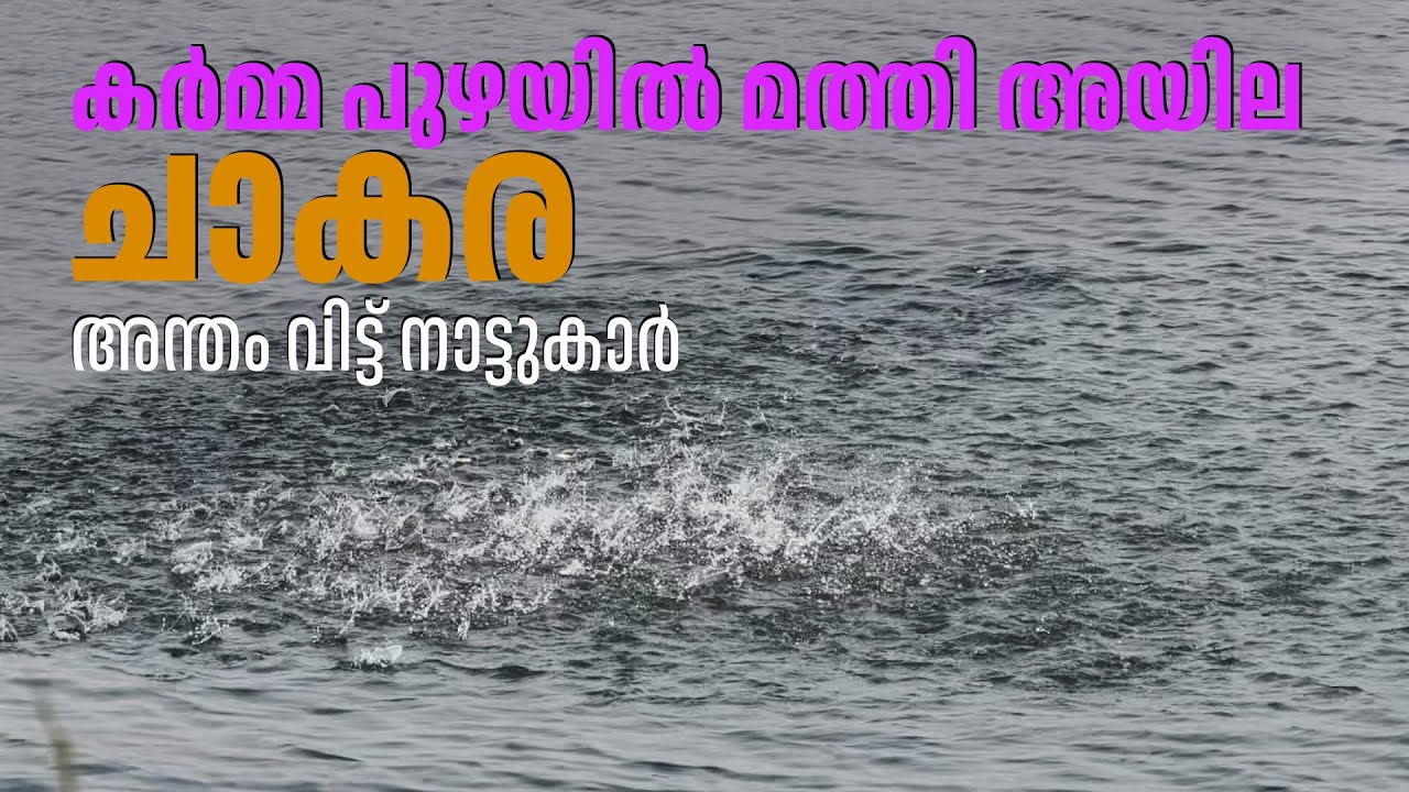 കർമ്മ പുഴയിൽ മത്തി അയില ചാകര... അന്തം വിട്ട് നാട്ടുകാർ...