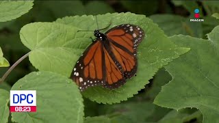Mariposa Monarca se suma a especies en peligro de extinción | De Pisa y Corre