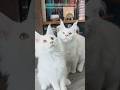 Maine Coon Kittens / Dream Weaver Pets