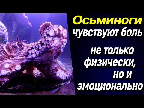 Видео: Чувствуют ли осьминоги боль?