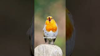 This Tiny Bird Has a Superpower! 🤯🐦#brids