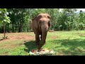 Cake for Elephant at ENP Suksai enjoys her cake full of fruits